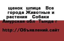 щенок  шпица - Все города Животные и растения » Собаки   . Амурская обл.,Тында г.